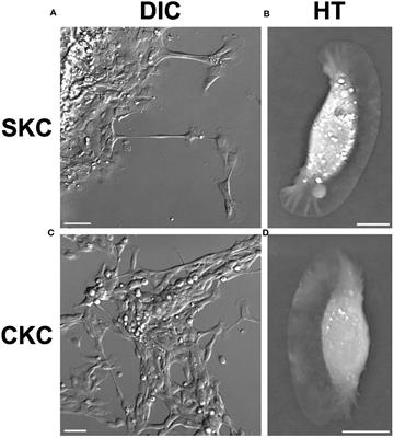 3D imaging shows nano- and microparticles are internalized by salmon skin and corneal epithelial cells